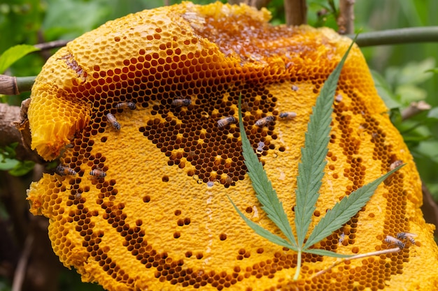 Foto gratuito marijuana e nido d'ape.