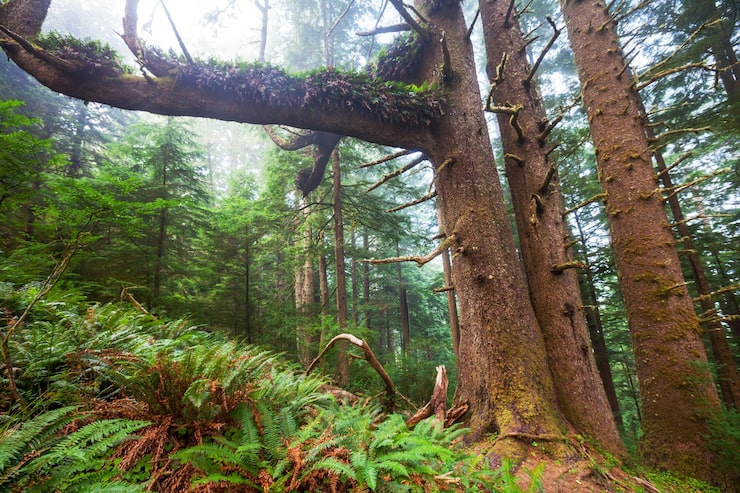 Foto gratuito nebbia in foresta