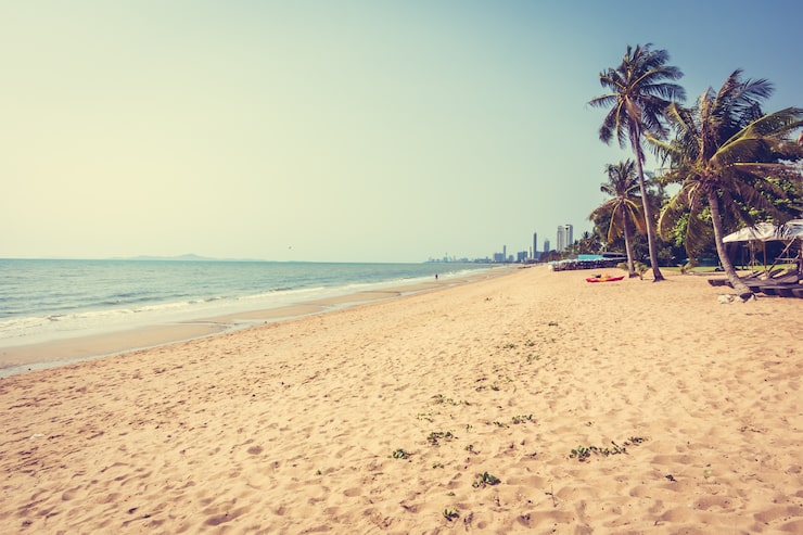 Foto gratuito palma sulla spiaggia