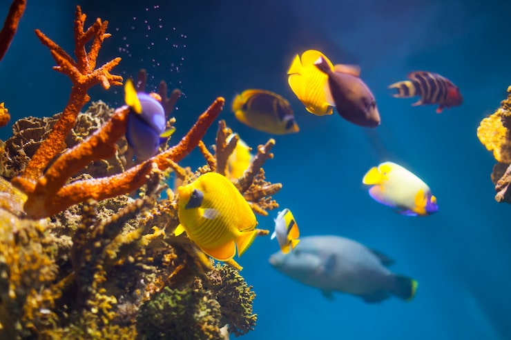 Foto gratuito pesci esotici multicolori
