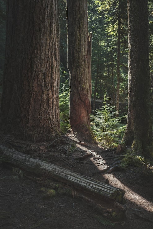 Foto gratuito ripresa verticale di tronchi d'albero e piccoli alberi di conifere in una foresta