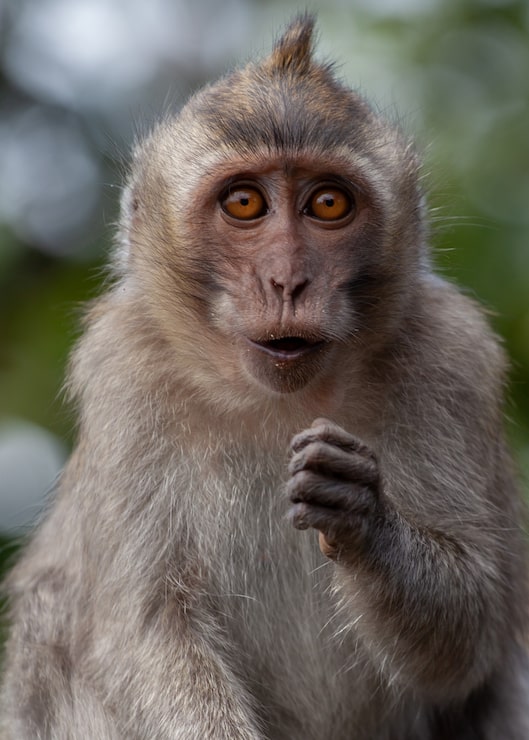 Foto gratuito ritratto di macaco dalla coda lunga