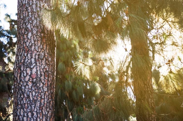 Foto gratuito sole nella foresta di conifere