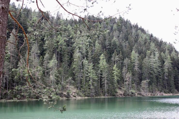 Foto gratuito splendido scenario di un lago circondato da alberi verdi