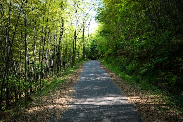 Foto gratuito strada