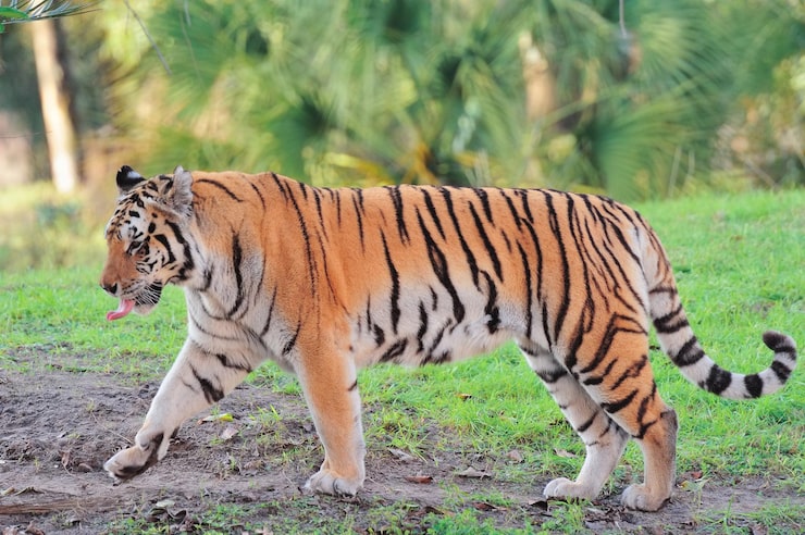 Foto gratuito tigre sull'erba