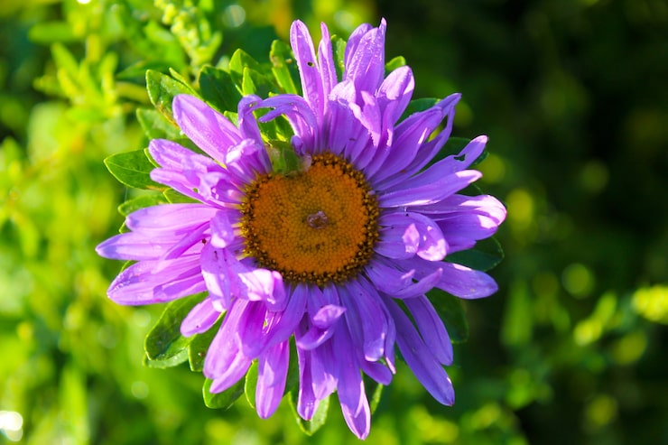 Photo aster di taman