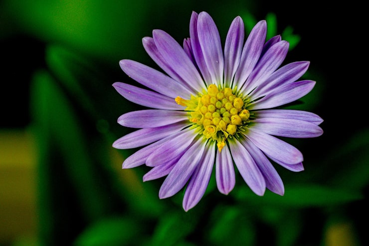 Photo close-up bunga ungu