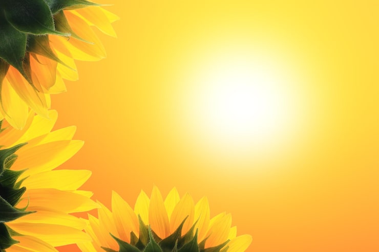Foto cornice di girasoli su sfondo alba
