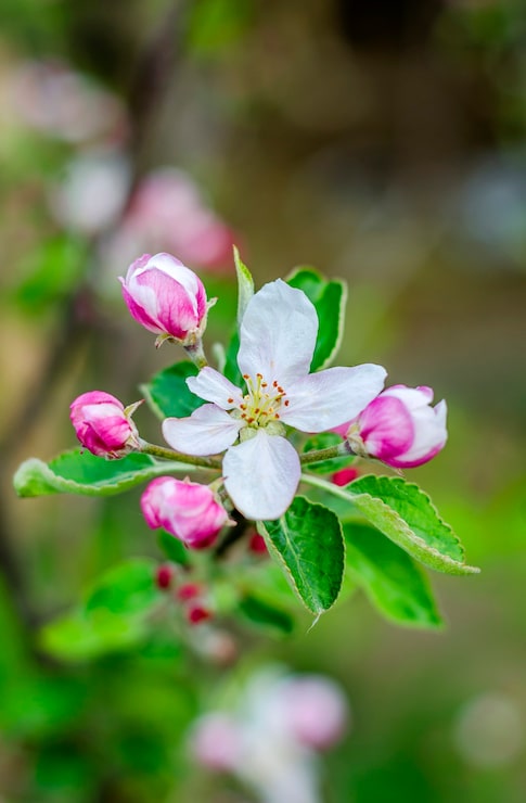 Foto fiori di melo su un ramo in primavera