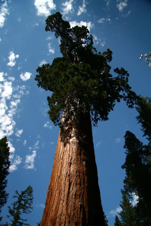 Foto foresta nazionale della sequoia