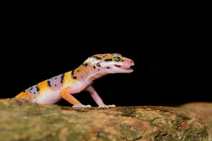 Foto geco del leopardo su un primo piano del ramo
