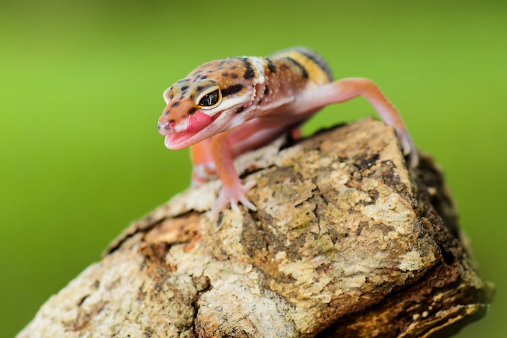 Foto geco leopardo su ramoscelli giardino tropicale bianco