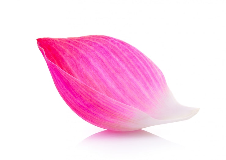 Photo kelopak lotus terisolasi