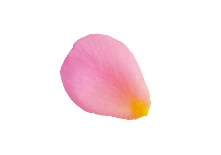 Photo kelopak mawar merah muda terisolasi pada latar belakang putih dengan clipping path
