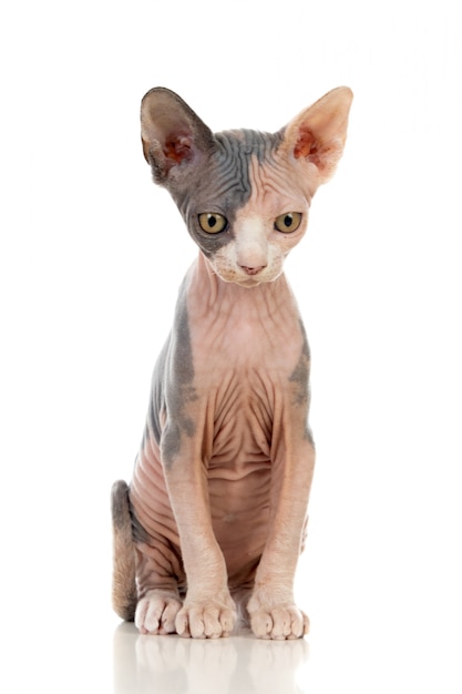 Photo kucing sphinx