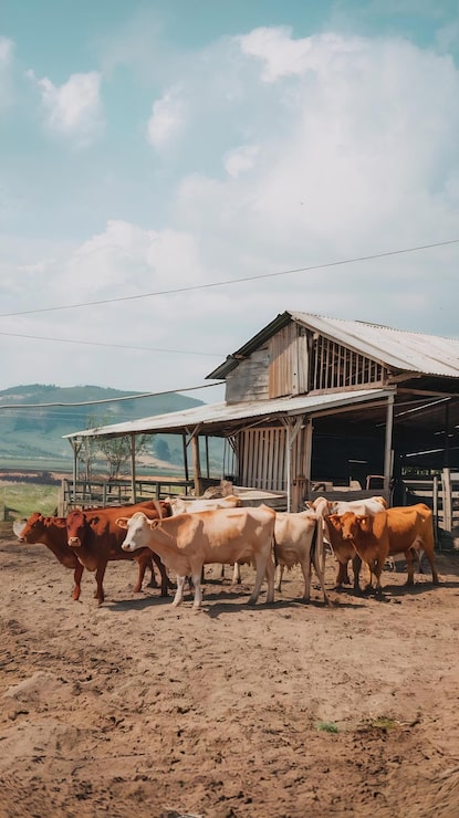 Photo ladang kering dengan kawanan sapi