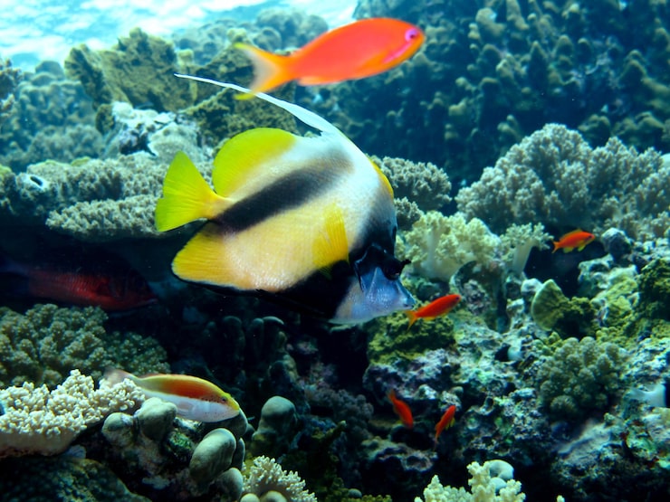 Foto mondo sottomarino del mar rosso
