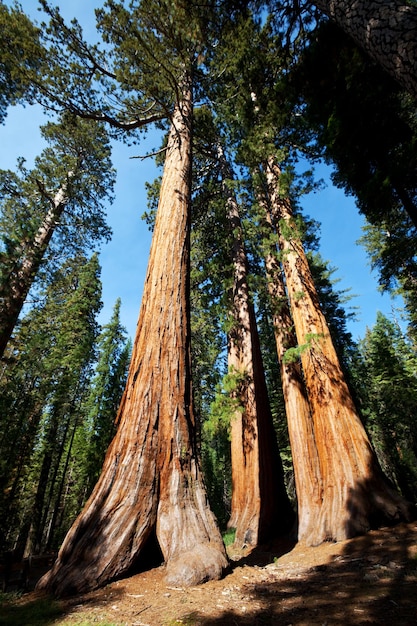 Foto sequoia