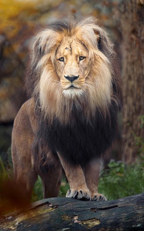Photo singa