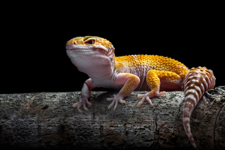 Foto tokay gecko su sfondo nero