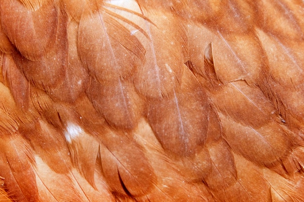 Fotografie textura slepičího peří