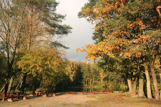 Zdarma Fotografie místo pro piknik v lese