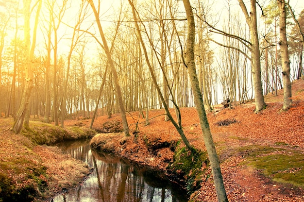 Zdarma Fotografie suché stromy blízko řeky