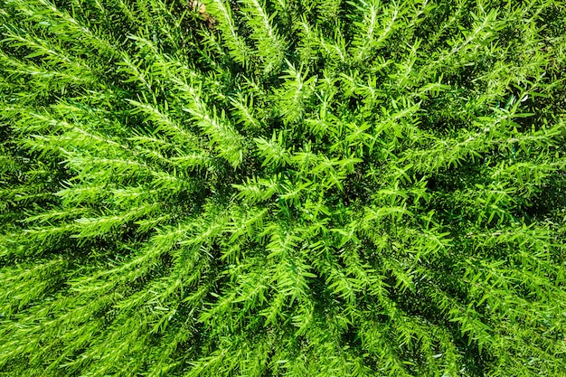 Zdarma Fotografie zelenina