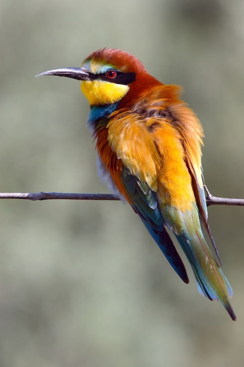 Foto grátis abelharuco fofo pássaro colorido sentado no galho de uma árvore com o fundo desfocado