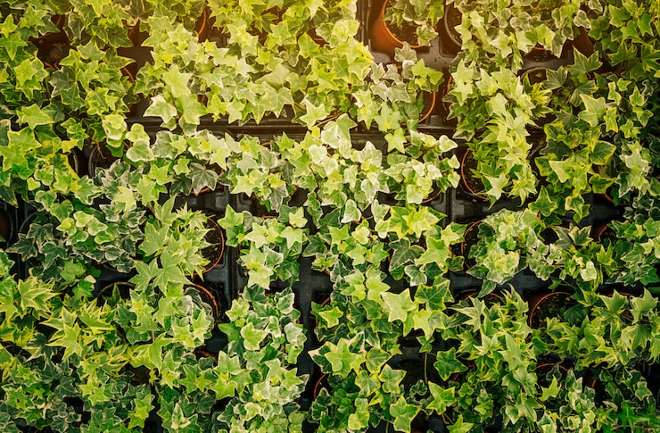 Foto grátis arranjado vaso de plantas com folhas verdes