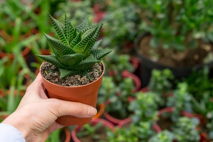 Foto grátis close-up mão segurando a planta da casa em vaso