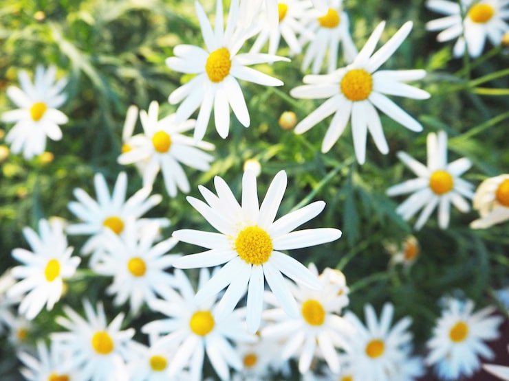 Foto grátis daisy camomile field blossom concept