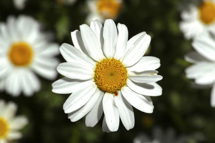 Foto grátis daisy close-up