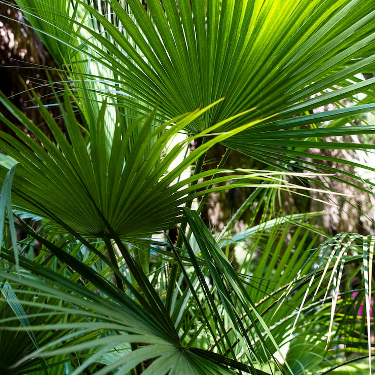 Foto grátis ervas e plantas tropicais