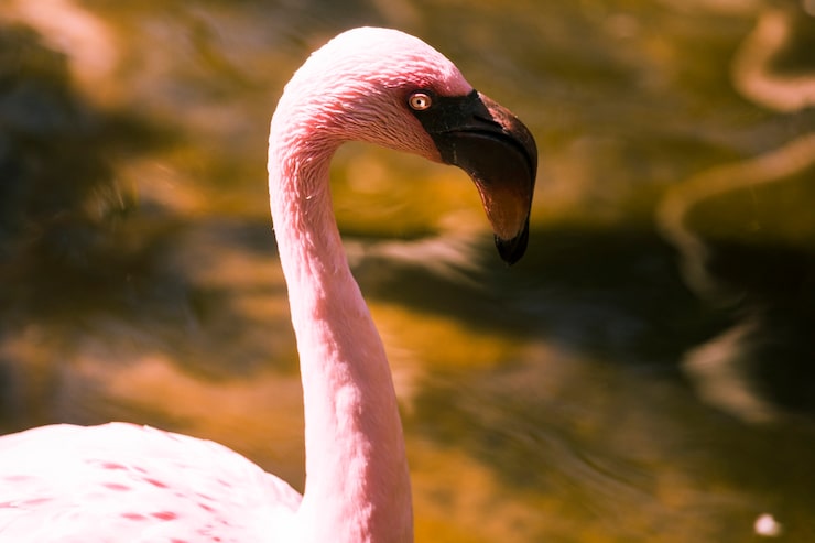 Foto grátis flamingo