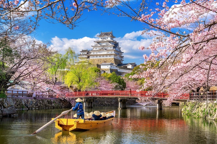 Foto grátis flores de cerejeira e castelo em himeji, japão.