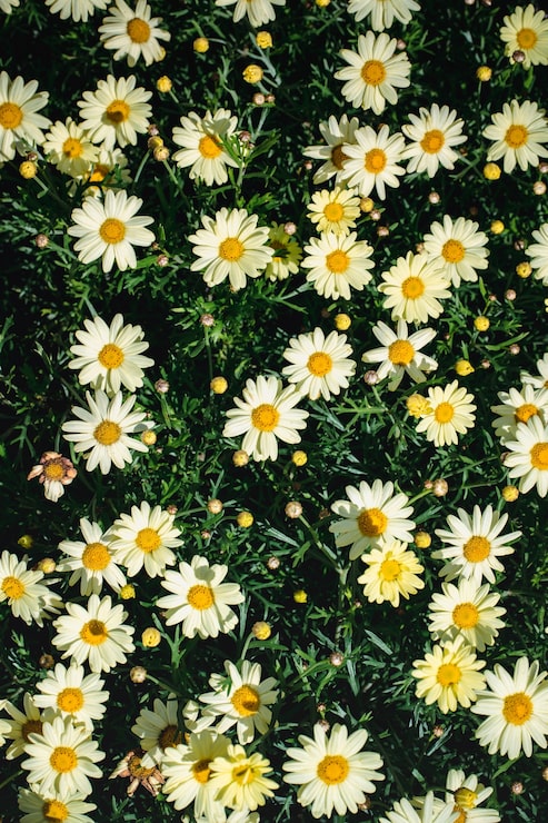 Foto grátis flores de margarida brancas e pretas