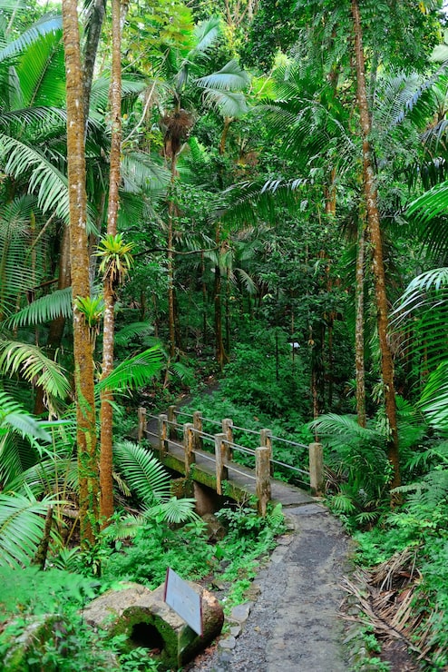 Foto grátis floresta tropical em san juan