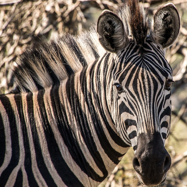 Foto grátis fotografia em close de uma zebra