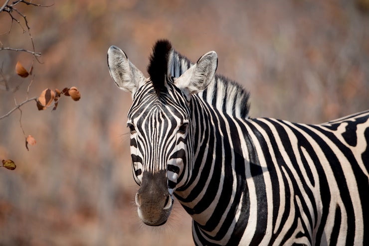 Foto grátis fotografia em close-up de uma zebra com um borrado