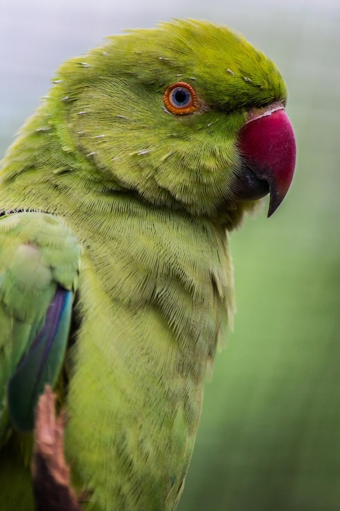Foto grátis fotografia vertical de um papagaio verde com uma superfície desfocada