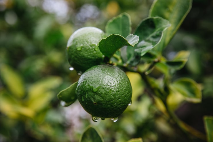 Foto grátis frutas verdes redondas em close-up