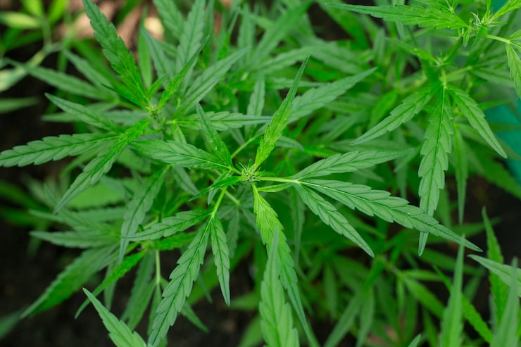 Foto grátis fundo da folha da marijuana.