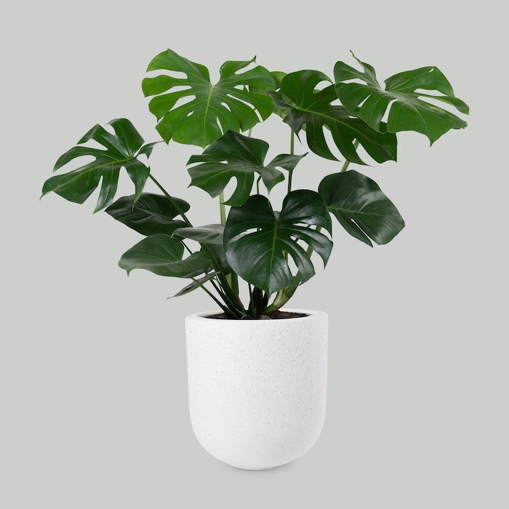 Foto grátis monstera deliciosa planta em um vaso