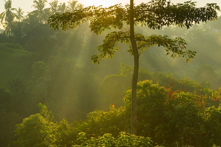 Foto grátis nascer do sol sobre a selva de bali