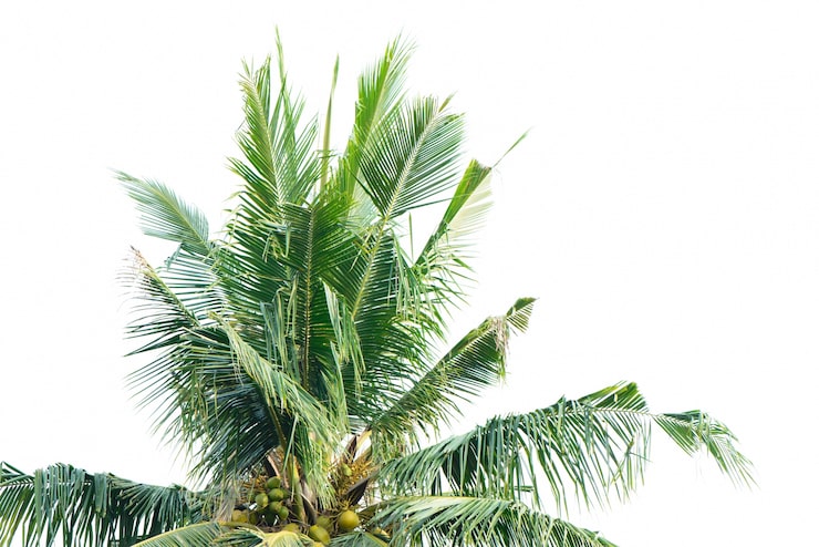 Foto grátis palmeira com fundo branco