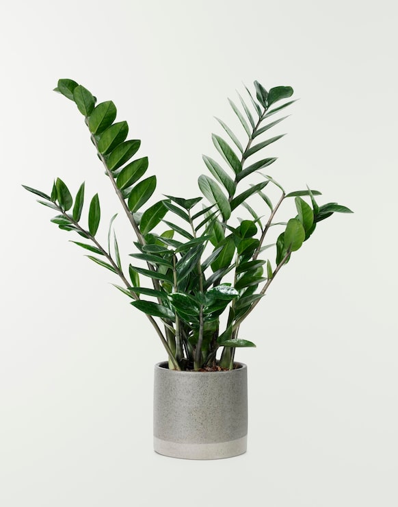 Foto grátis planta zz em um vaso cinza