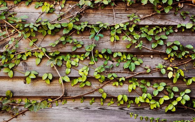 Foto grátis plantas de alpinista com prancha de madeira de horizonte