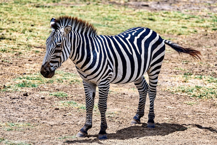 Foto grátis zebra em um prado cercado de vegetação sob a luz do sol com um fundo desfocado